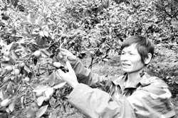 图片说明