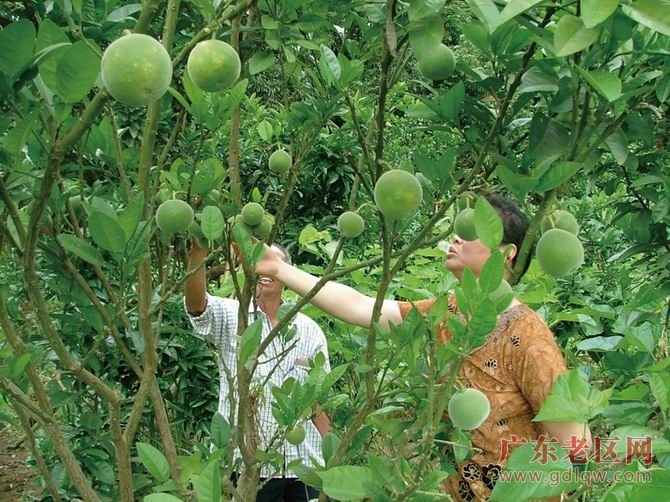 图片说明