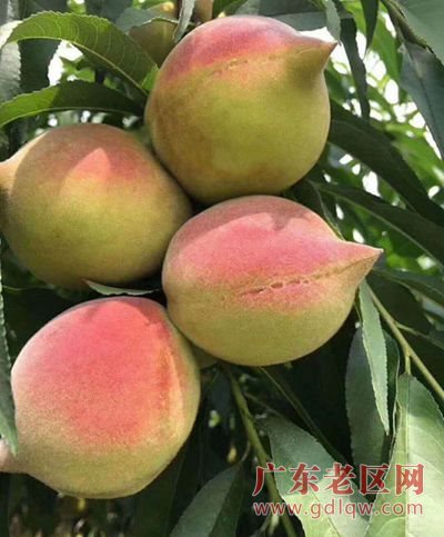 图片说明
