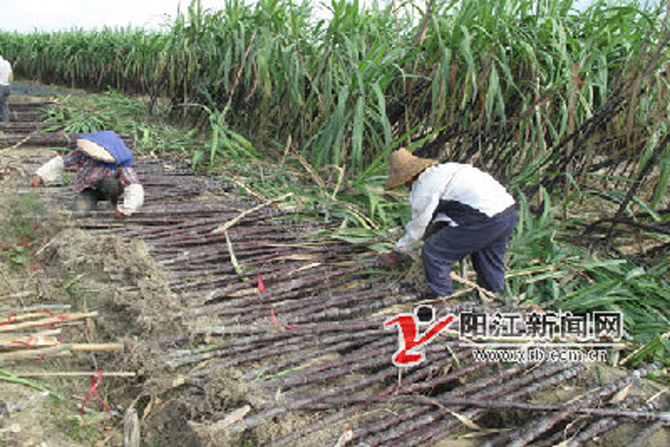 图片说明