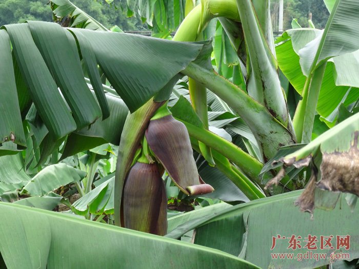 图片说明