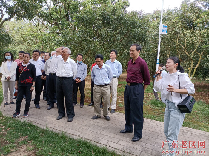 图为广东省老促会会长陈开枝率队深入茂名高州市根子镇贡园调研荔枝文化.jpg