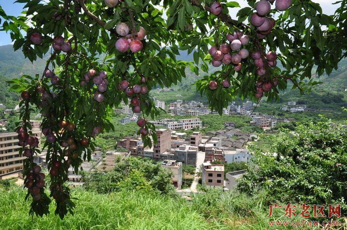 图为广东茂名信宜市老区钱排镇三华李之乡风貌。.jpg