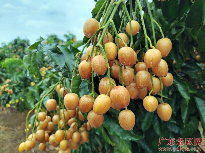 郁南无核黄皮IMG_20220720_165151.jpg