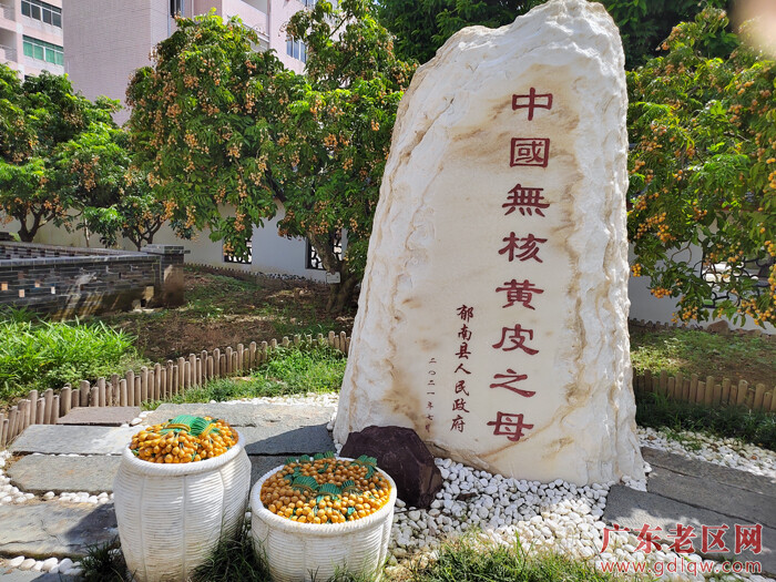中国无核黄皮母树IMG_20220713_095247.jpg