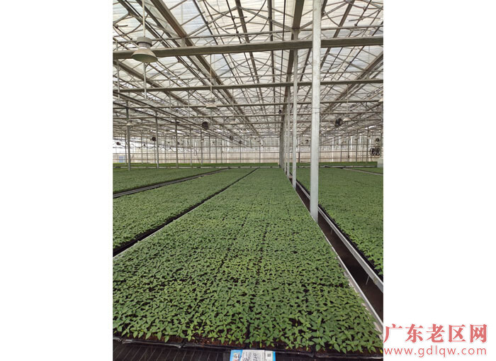 卜巢村的现代化大棚育苗基地.jpg