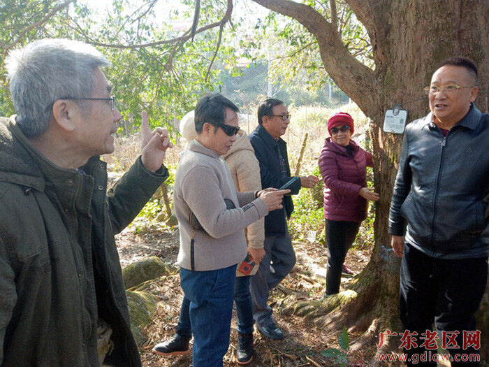 专家学者在参观古树群.jpg