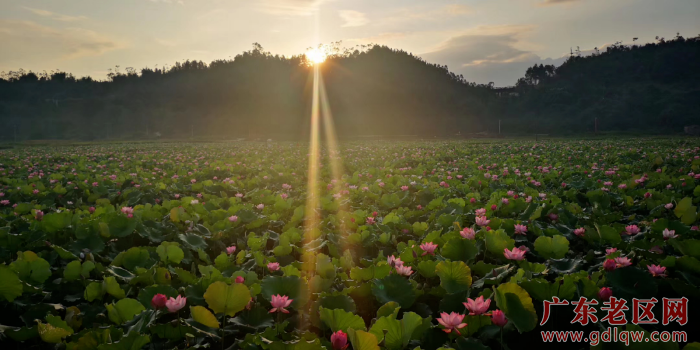 遥江莲产业种植基地.png