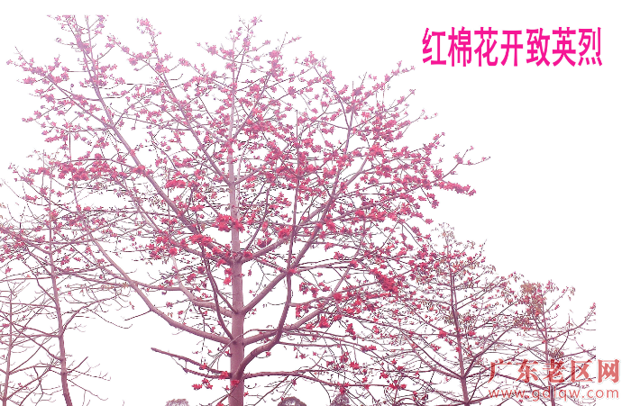 红棉花开.jpg