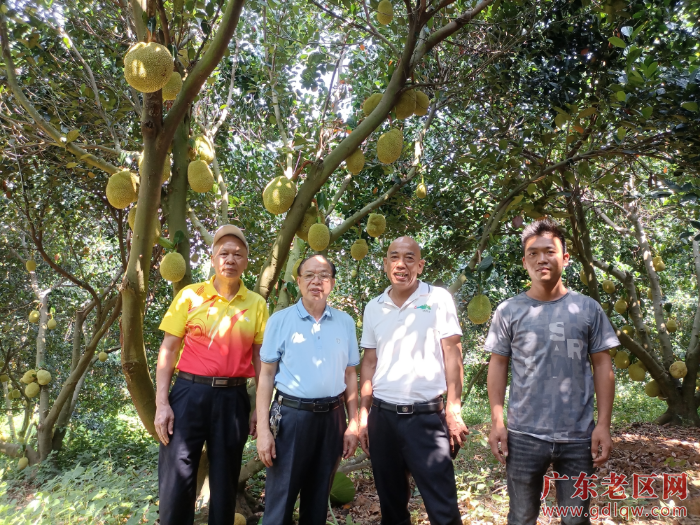 图为茂名市老促会副会长邓振权（左二）深入高州市平田村调研指导老区果农种植菠萝蜜管理技术并合影.jpg