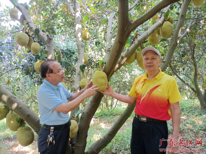 图为茂名市老促会副会长邓振权（左）深入高州市平田村调研指导老区果农种植菠萝蜜管理技术.jpg