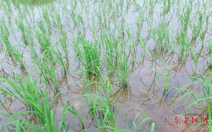 图为茂名市沃庄生物科技有限公司科技团队采用高科学技术改良老区海坡村盐碱地后种植水稻生长旺盛.jpg