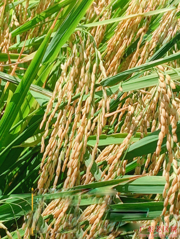 图为茂名市沃庄生物科技有限公司科技团队采用高科学技术改良老区海坡村盐碱地后种植水稻获得丰收.jpg