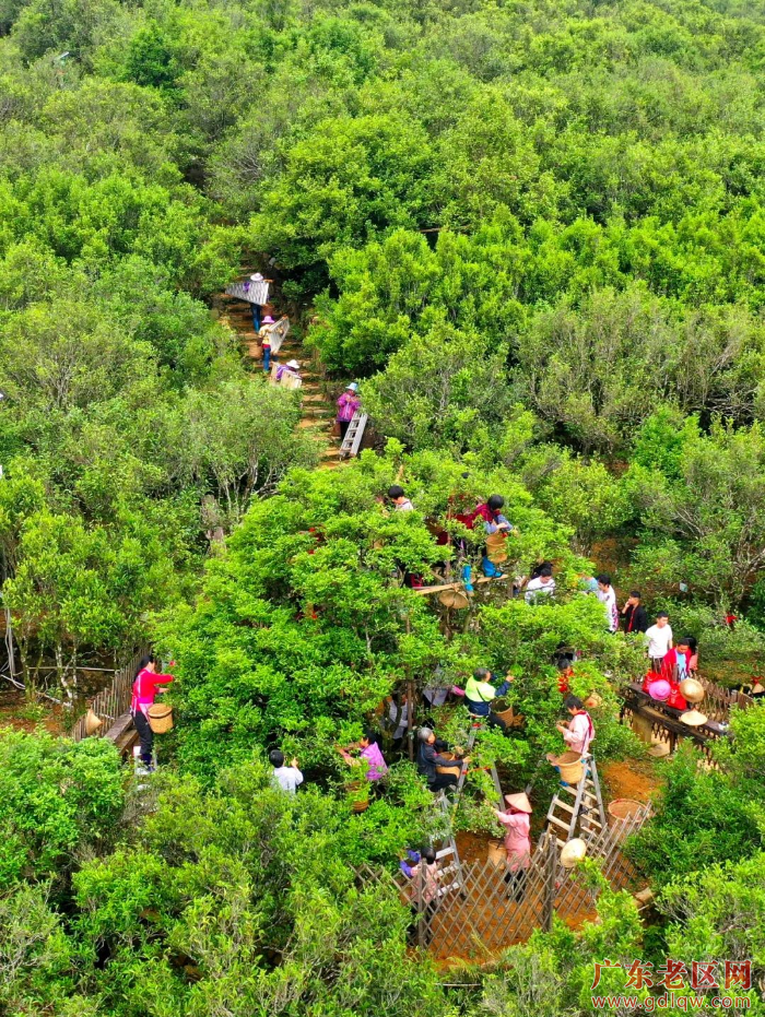 2大庵宋种树龄约600年，现为凤凰古茶园中绝无仅有名丛古茶树.png