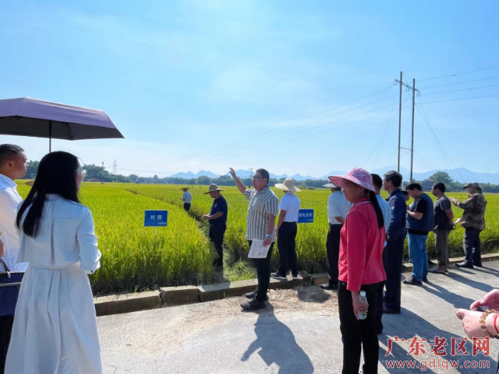 王昕钰博士介绍水稻绿色高效栽培技术.jpg