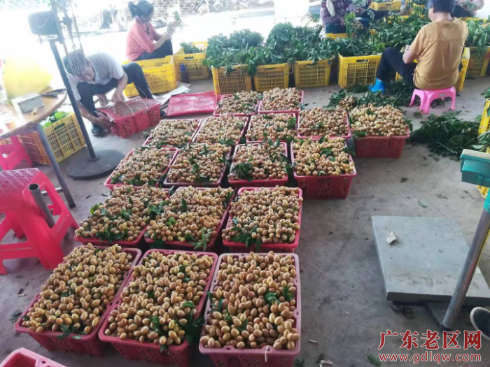 图为茂南区金塘镇南埜村果场纪泉文种植贵妃黄皮今年喜获丰收在准备发运销售.jpg