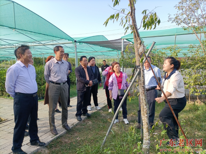 图为茂名市老促会领导深入电白区观殊镇沙垌村调研沉香发展情况 并参观沉香育苗基地.jpg