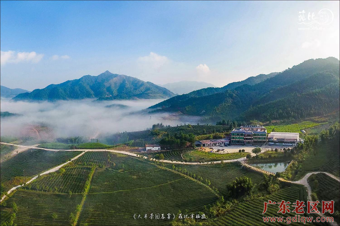 新丰茶园风光.jpg