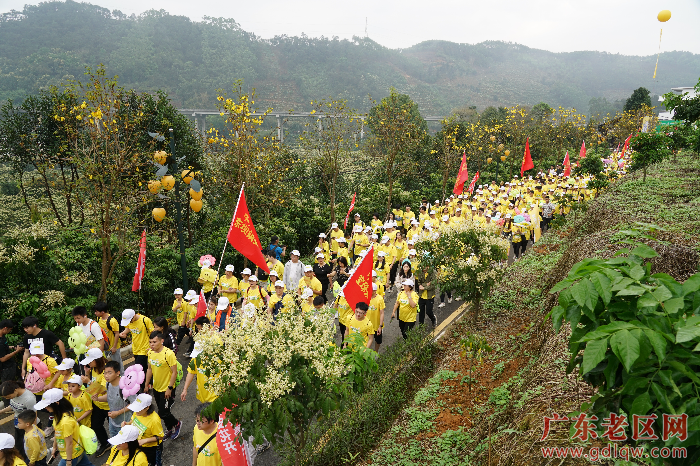 2徒步经过黄皮花路旁.jpg