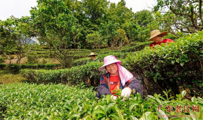 1大麻镇桃石村的茶农们正在生态茶园采摘高山春茶.bmp