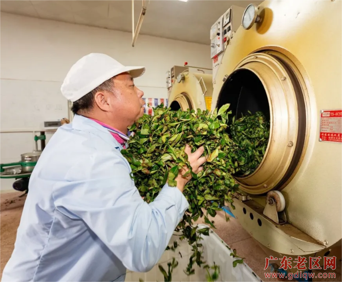 2桃石村建立了茶叶加工厂，机械化生产提质增效.bmp