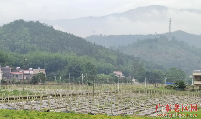 3蔬菜种植基地 (3).jpg