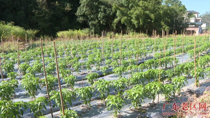 莒村村航天辣椒种植试验基地.png