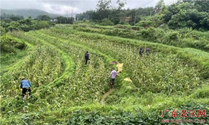水果玉米种植基地.jpg