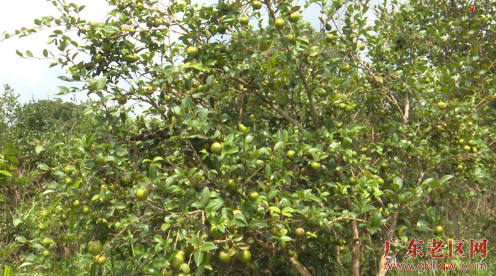 兴宁油茶1.png
