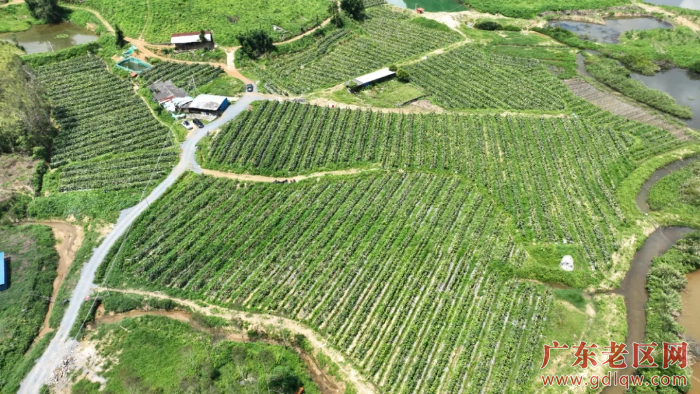来石村冬瓜种植基地 (3).jpg