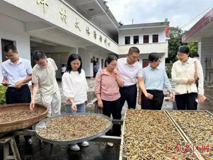 省农科院蔬菜所到大埔开展地方特色蔬菜产业调研2.jpeg