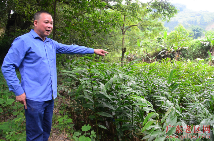 洽水镇八洞村种植的春砂仁.JPG