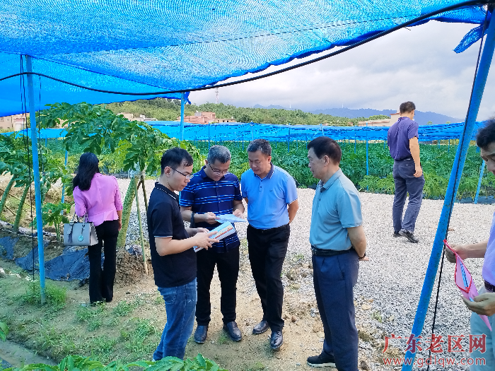 市老促会与市农业农村局领导到佛冈县水头镇调研魔芋基地.jpg