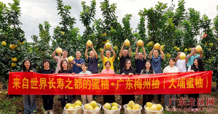3大埔县高陂镇百罗窠的梅州杉富绿色生态农业发展有限公司蜜柚种植基地的蜜柚正式开摘.jpeg