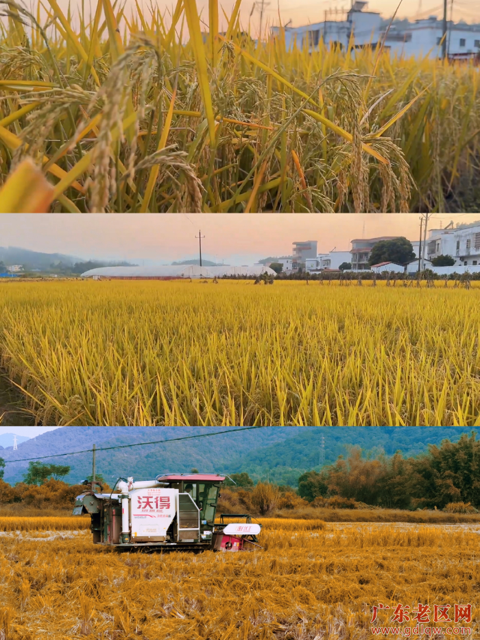 一地秋收结黄金，马坝镇秋收实景.jpg