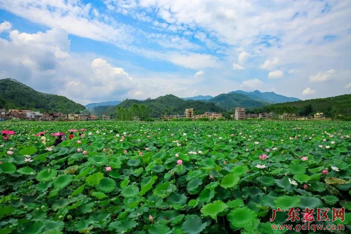 江下村太空莲种植基地.jpg