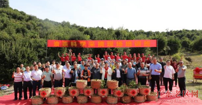 大埔举办油茶采摘节活动暨油茶科学采摘现场培训班.jpg