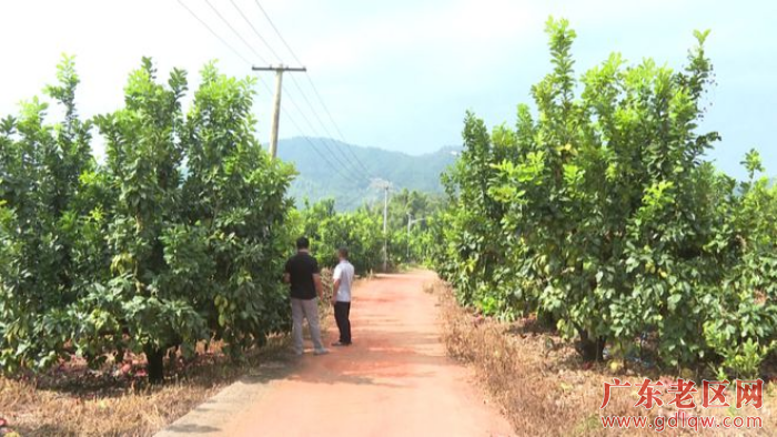 2官维远正在200亩的广东省蜜柚种植标准化示范区内和农户交流蜜柚种植技术.jpg