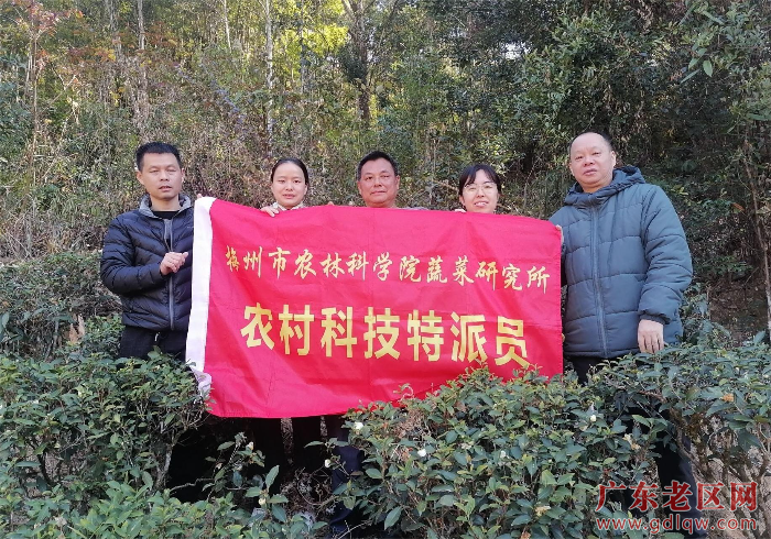 多元化科技帮扶茶叶种植.jpeg