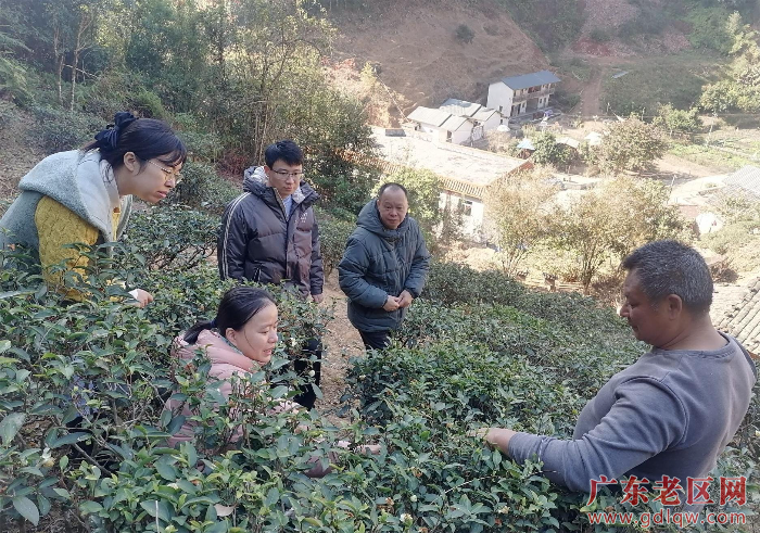 多元化科技帮扶茶叶种植2.jpeg
