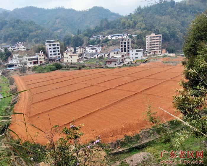 银江即将新建的连片金针菜种植基地.png