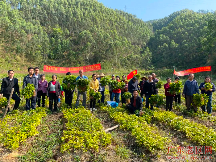发放肉桂苗现场.jpg