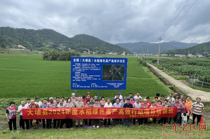大埔举办水稻绿色高产高效创建项目技术培训.png