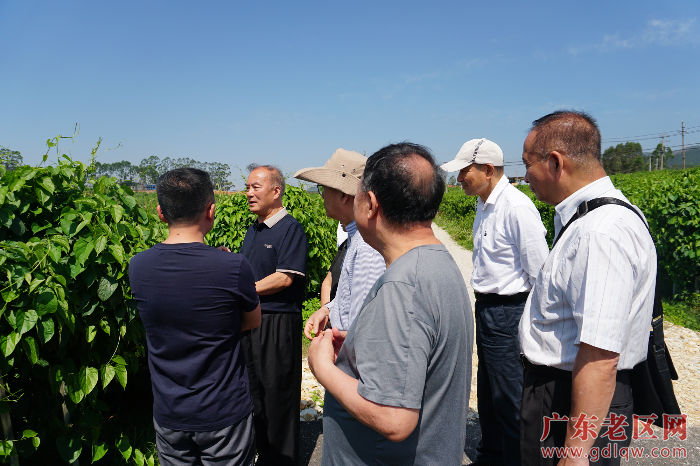 2考察仁和纳利星油藤种植示范基地.JPG