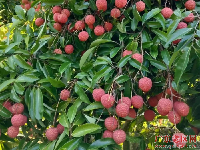 宅梧荔枝_20250627111727.jpg