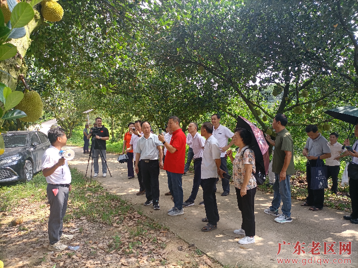 图为与会人员参观常有菠萝蜜种植基地.jpg