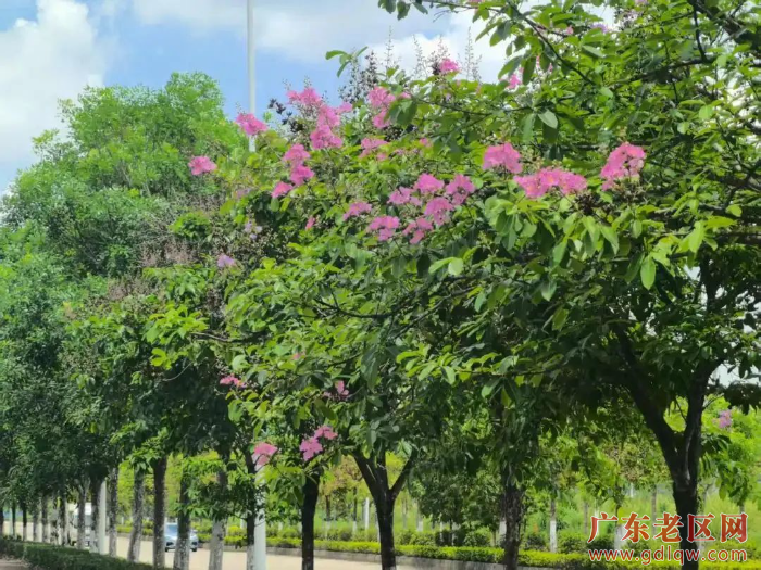 花景.jpg