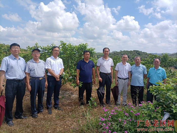 图为茂名市老促会深入化州市老区调研指导番石榴种植工作并合影.png