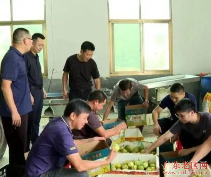 黄金百香果.jpg